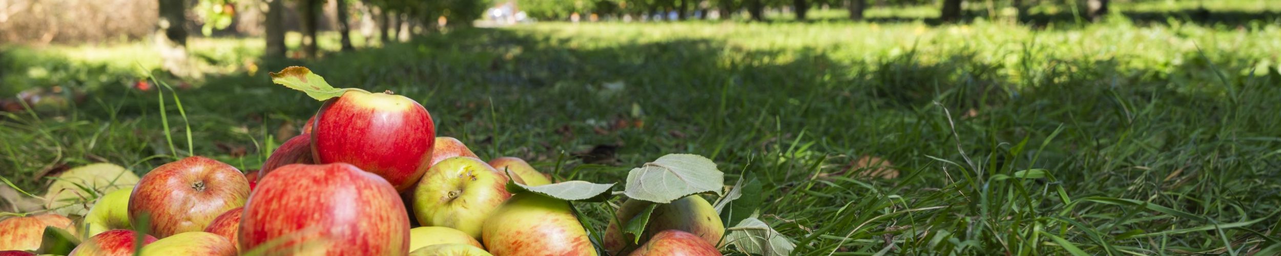 Harry's Cider Company is a small family business producing traditional west country cider on their smallholding in Somerset

Credit: Toby Lea / NFU
17/09/2024